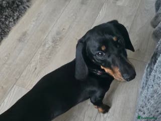 Dachshund dogs Hopper - Advert 2