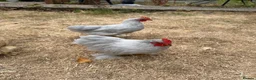 Chickens poultry for sale: Lavender Pekin Bantam Cockerels  - Advert 1