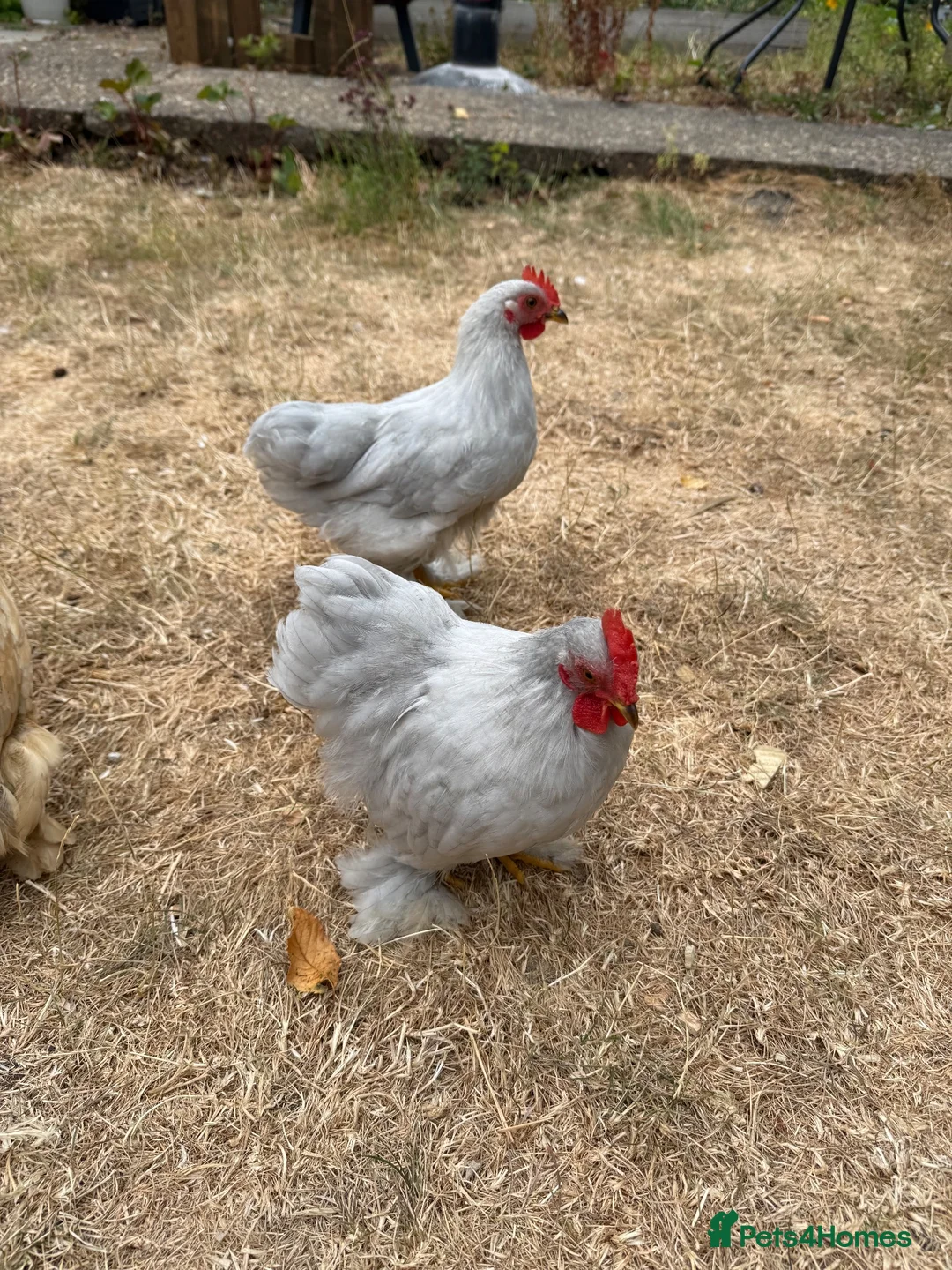 Chickens poultry for sale: Lavender Pekin Bantam Cockerels  - Advert 1