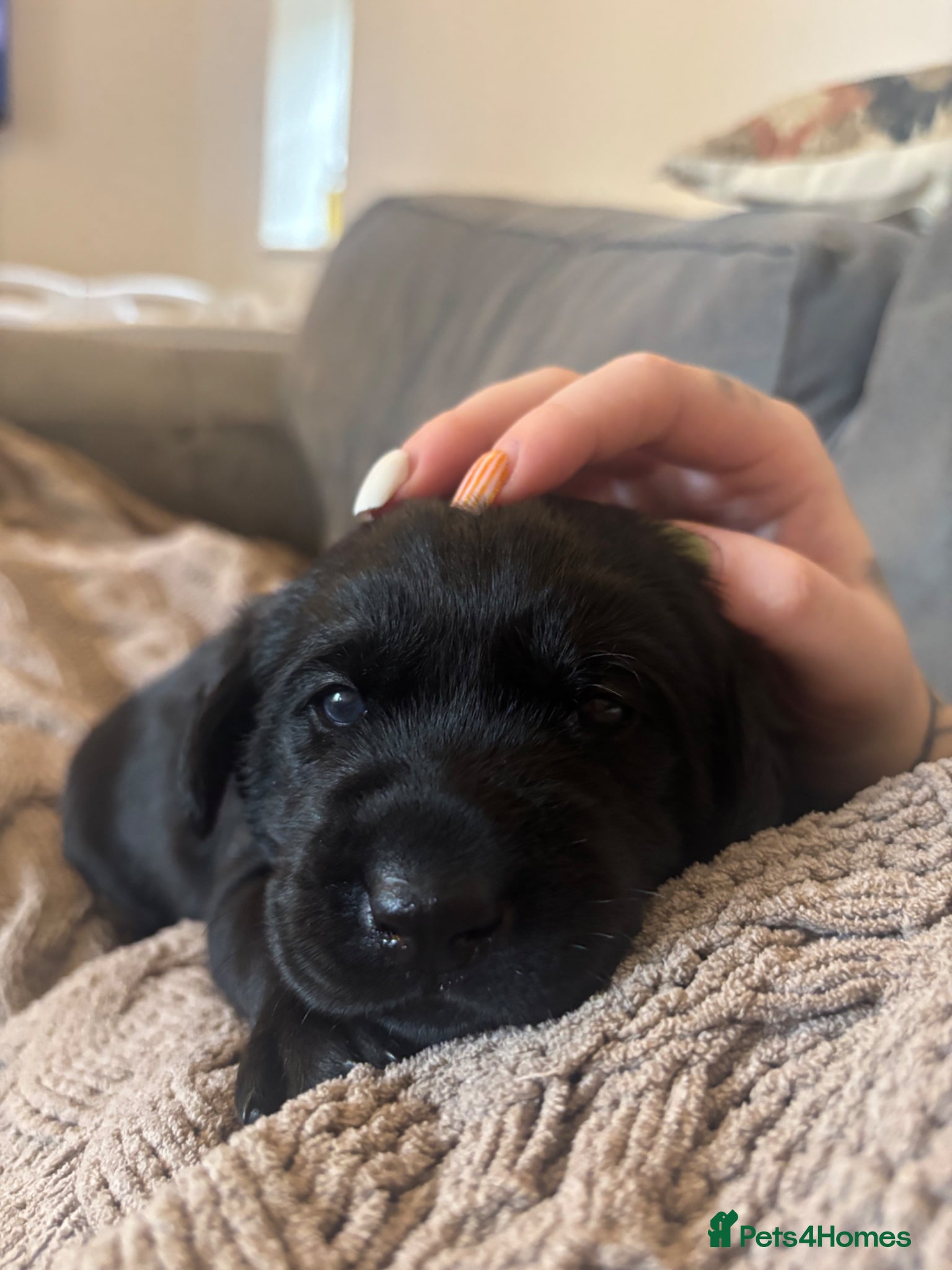 Labrador Retriever dogs Labrador puppies  - Advert 1