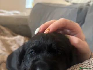 Labrador Retriever dogs Labrador puppies - Advert 5