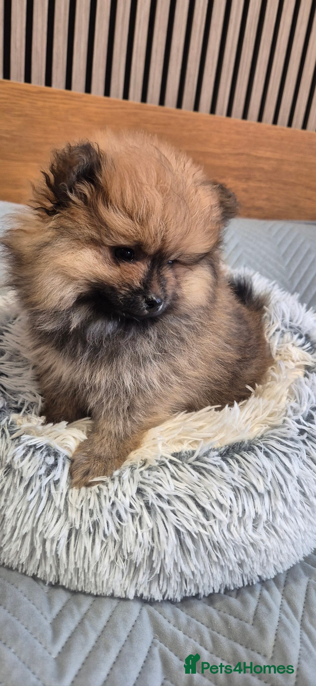 Pomeranian dogs for sale: Beautiful Pomeranian Puppies - Advert 5