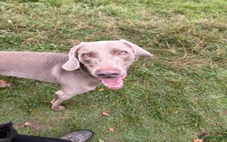Weimaraner dogs for sale: Tommy  - Image 5
