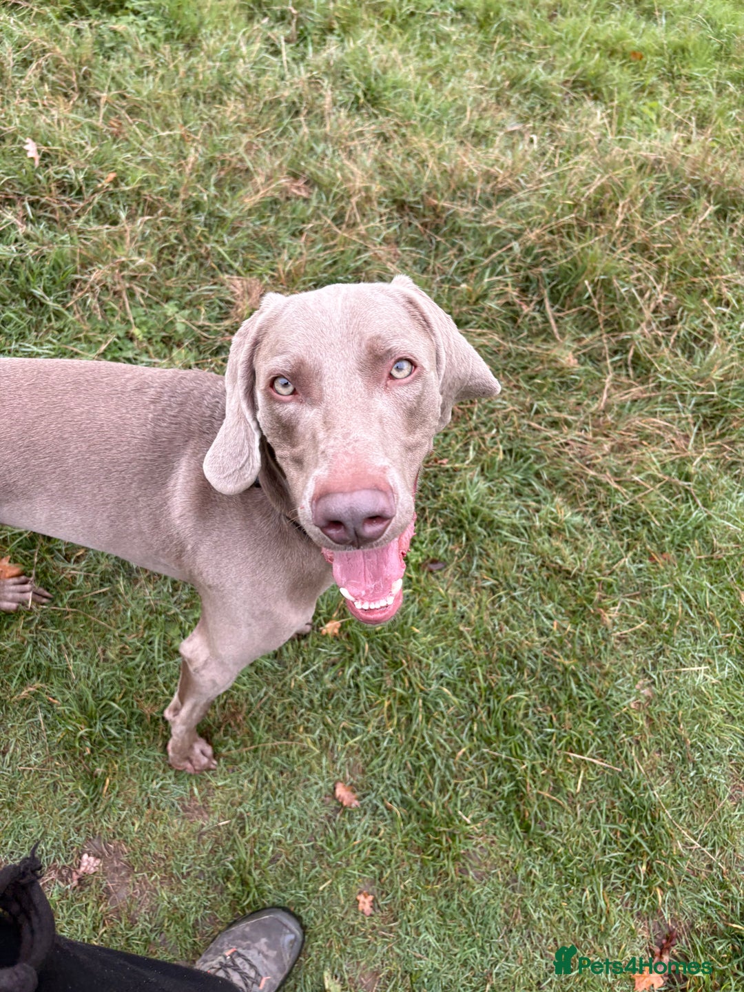 Weimaraner dogs for sale: Tommy  - Image 5