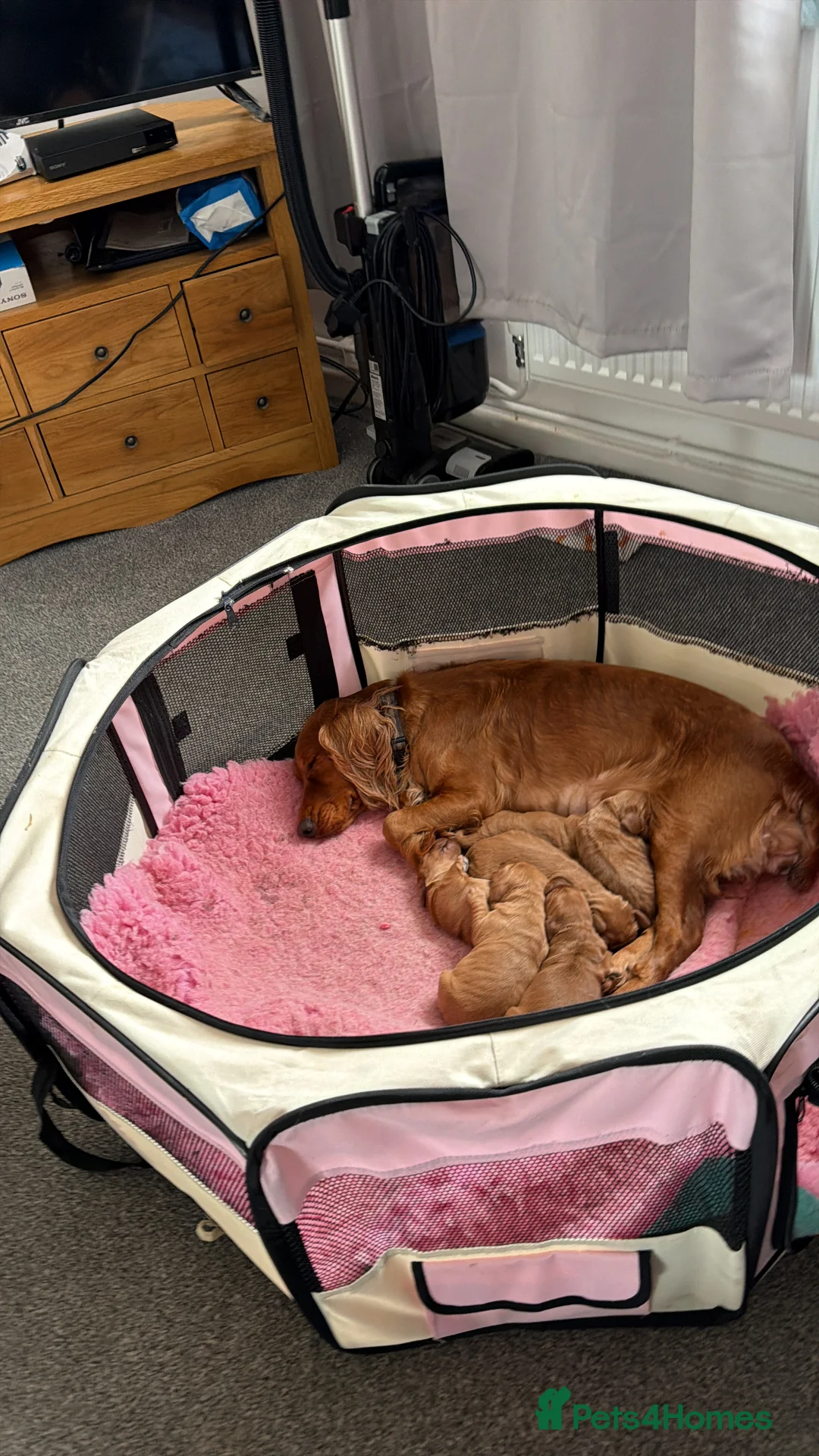 Cocker Spaniel dogs for sale: My Mate Oddie - Advert 2