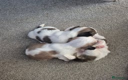 Shih Tzu dogs for sale: READY TO GO NOW Gorgeous Shih tzu puppies - Image 10