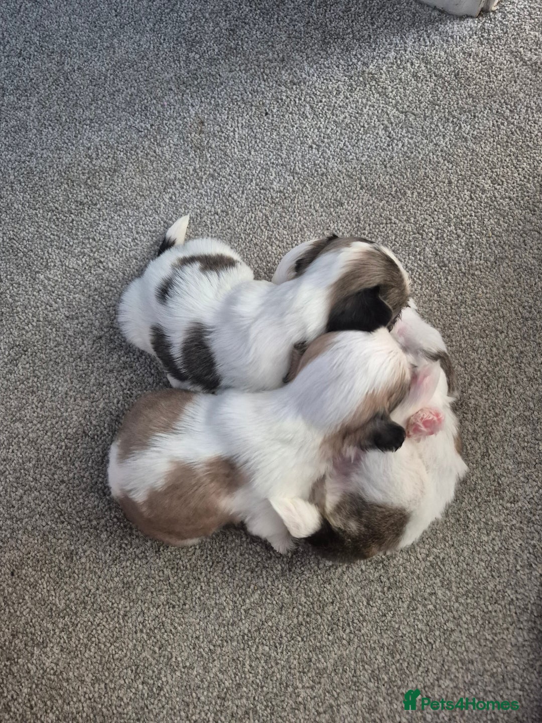 Shih Tzu dogs for sale: READY TO GO NOW Gorgeous Shih tzu puppies - Image 10