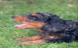 Mixed Breed dogs for sale:  Unique Merle Double Doodle Ready from 9th August - Image 12