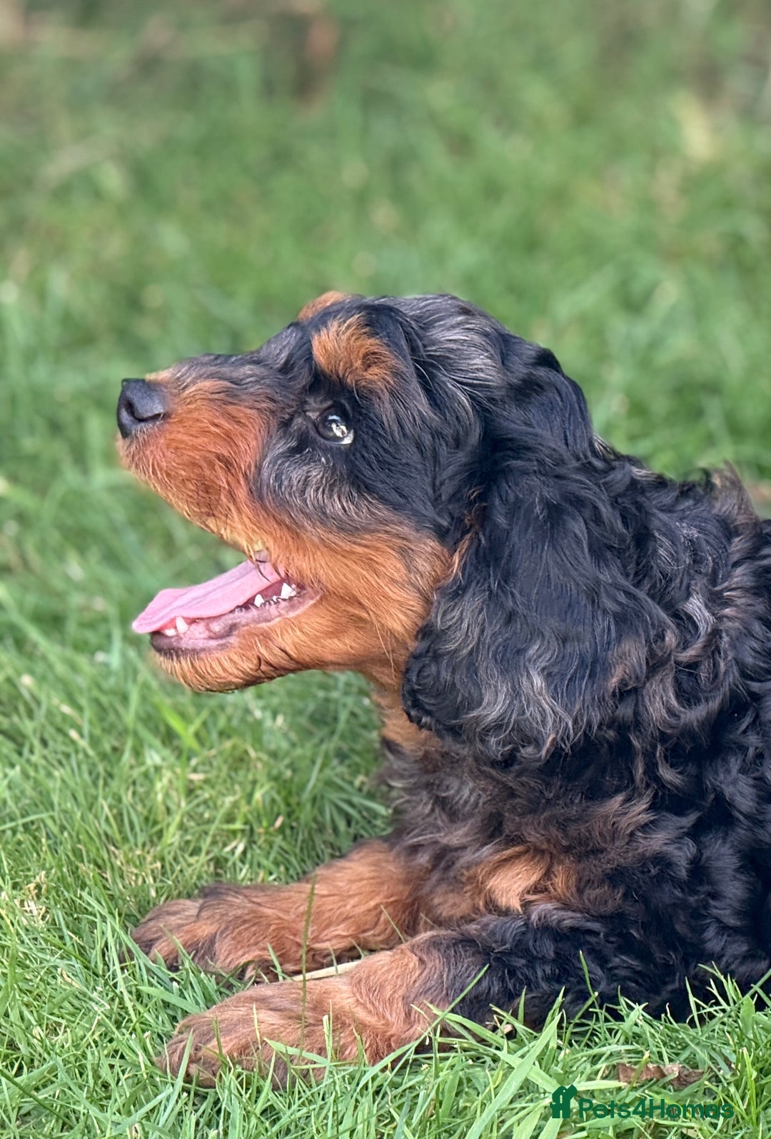 Mixed Breed dogs for sale:  Unique Merle Double Doodle Ready from 9th August - Image 12