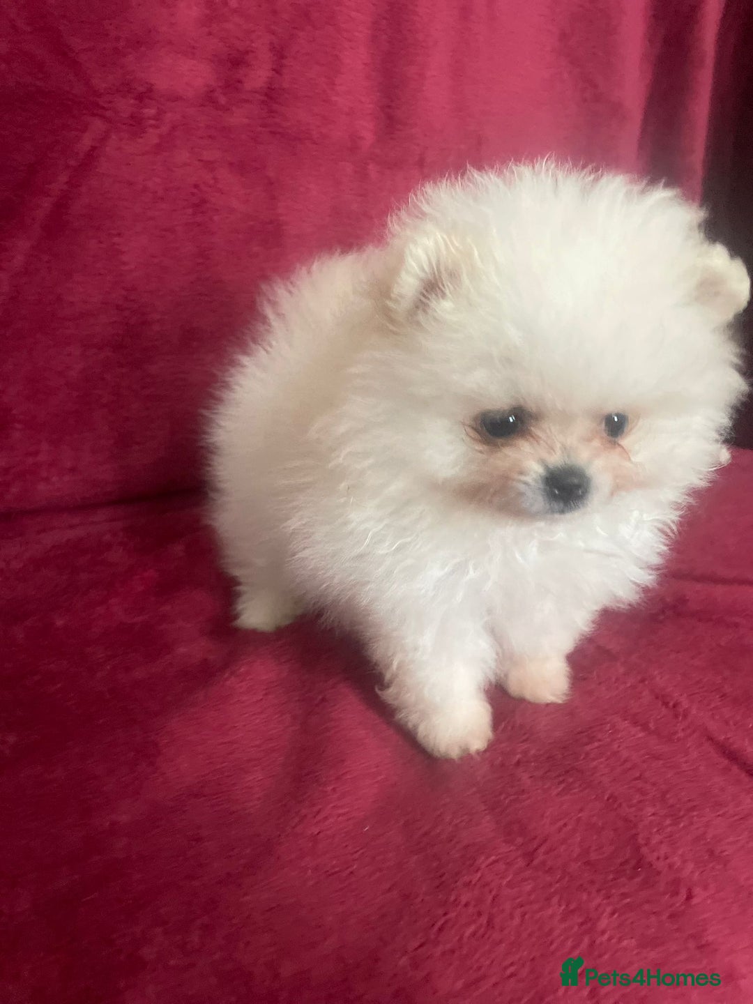Pomeranian dogs for sale: 3 tiny girls ready now*price reduced £2000 - Advert 25