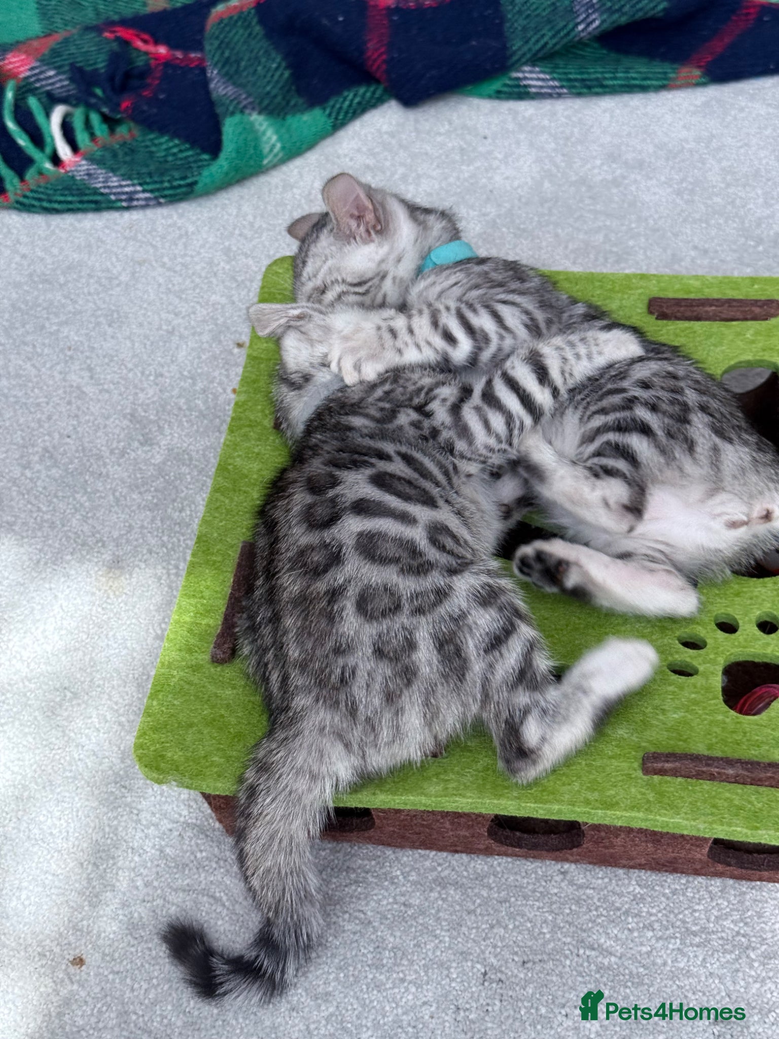 Bengal cats Gray Bengal kittens - Advert 1
