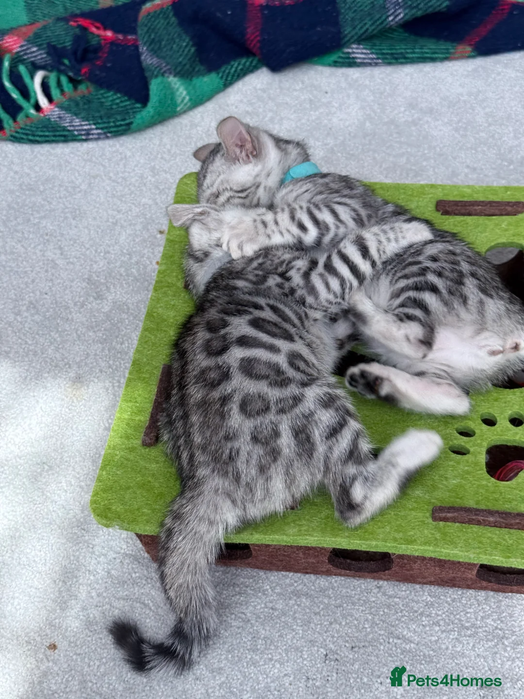Bengal cats for sale: Gray Bengal kittens - Advert 1
