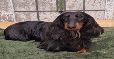 Miniature Dachshund dogs - Advert 5