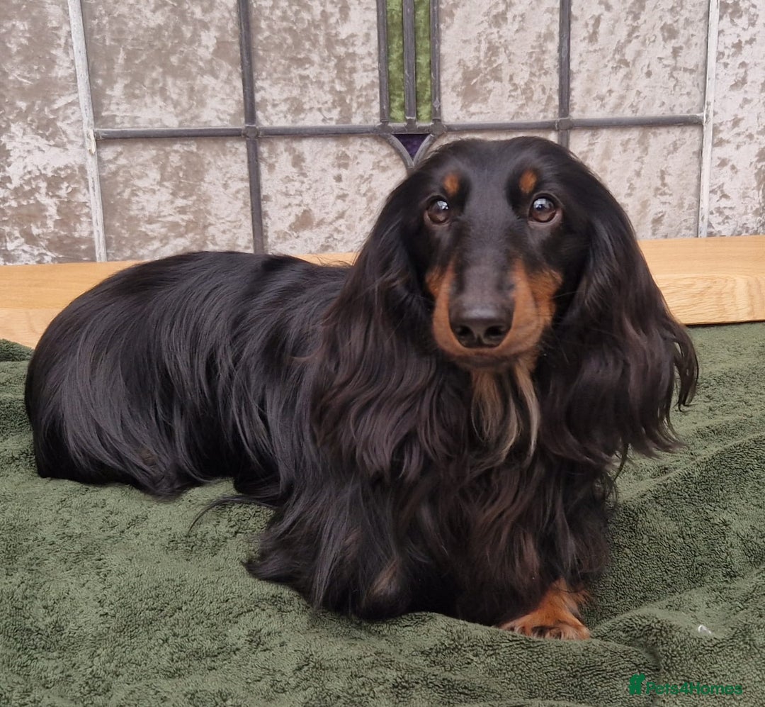 Miniature Dachshund dogs for sale: Rare long haired miniature dachshund litter - Image 6