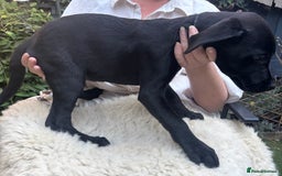 Mixed Breed dogs for sale: 3 Male, Black Labrador Cross puppies  - Image 4