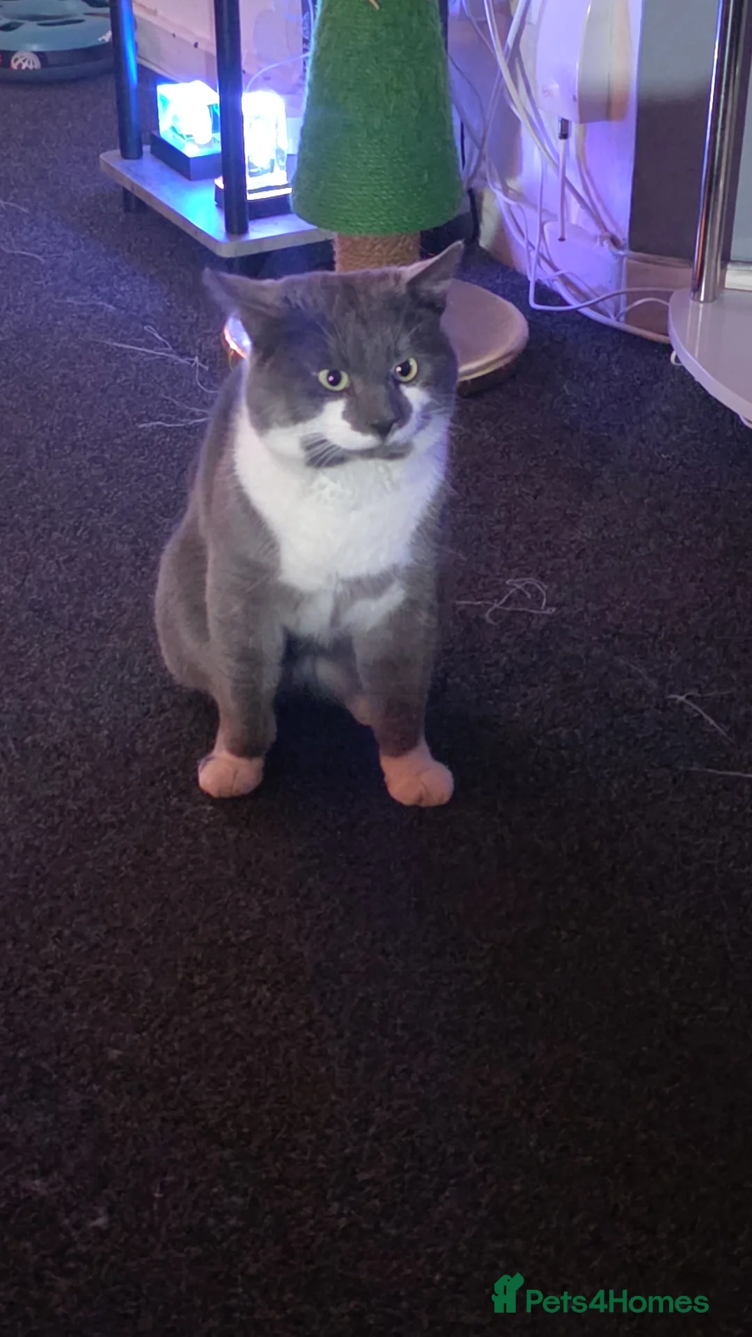 Russian Blue cats for sale: Kirby in Newcastle - Advert 1