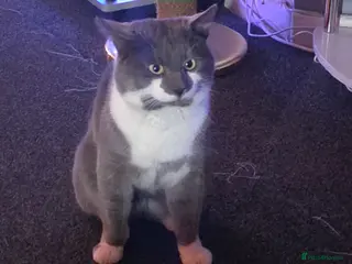 Russian Blue cats Kirby - Advert 1