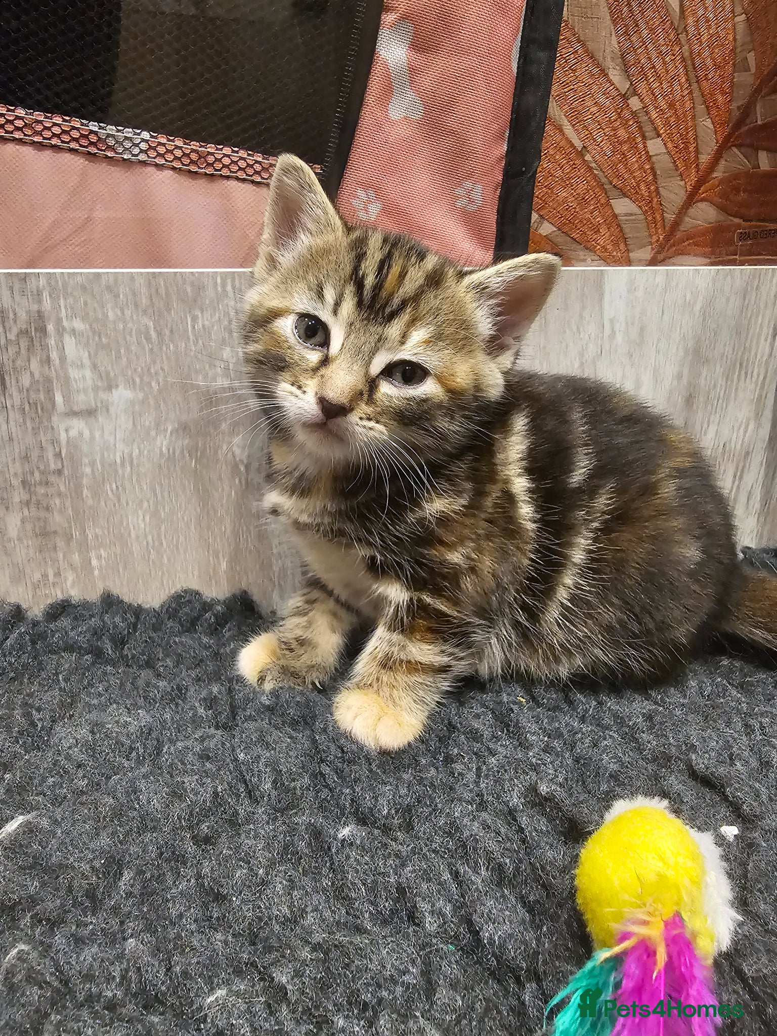 Mixed Breed cats for sale: Stunning Long Haired Kittens, rare colours🐾 💗 - Advert 10