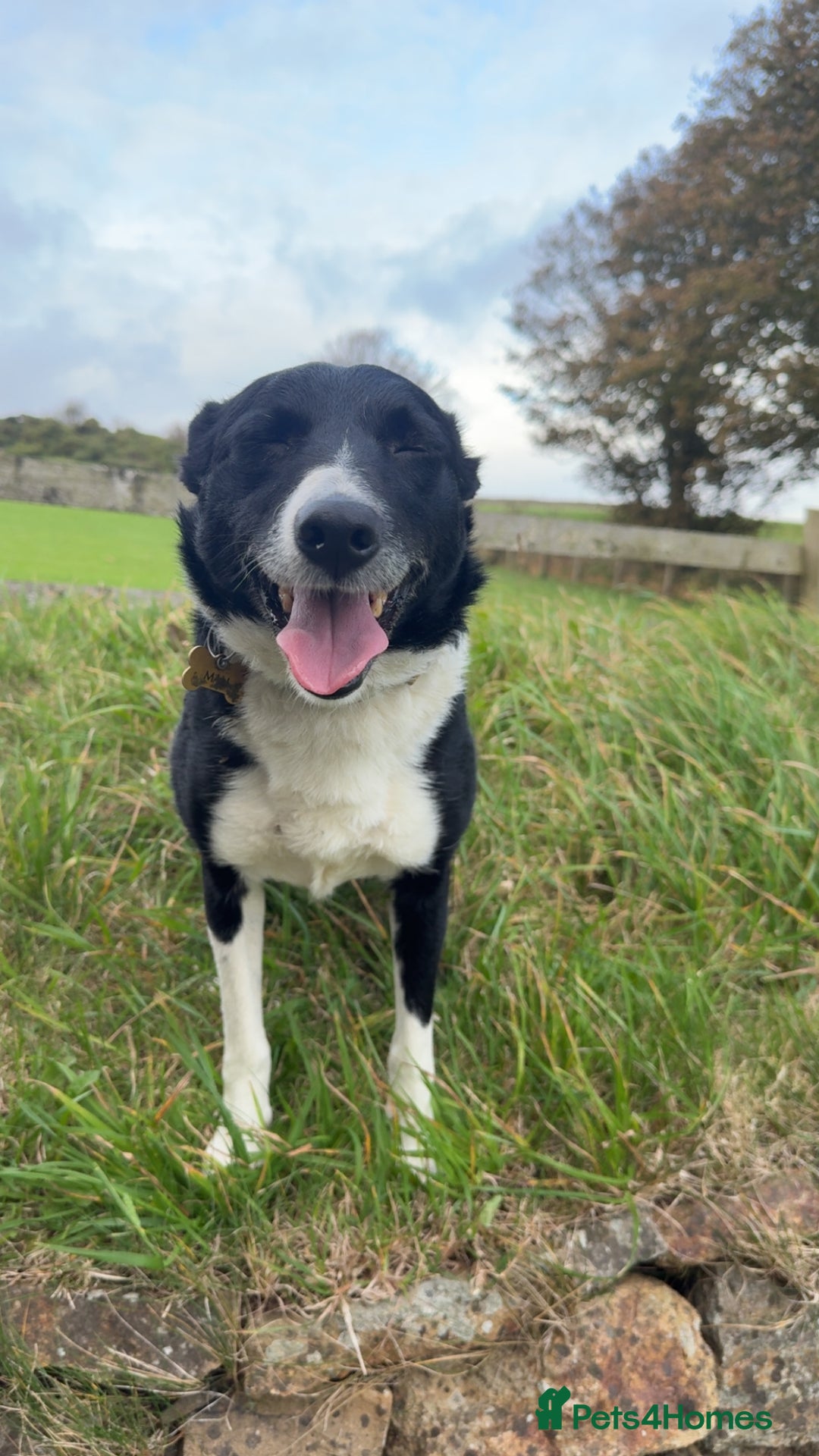 Border Collie dogs for sale: REHOMING MALI - FEMALE BORDER COLLIE - Advert 4