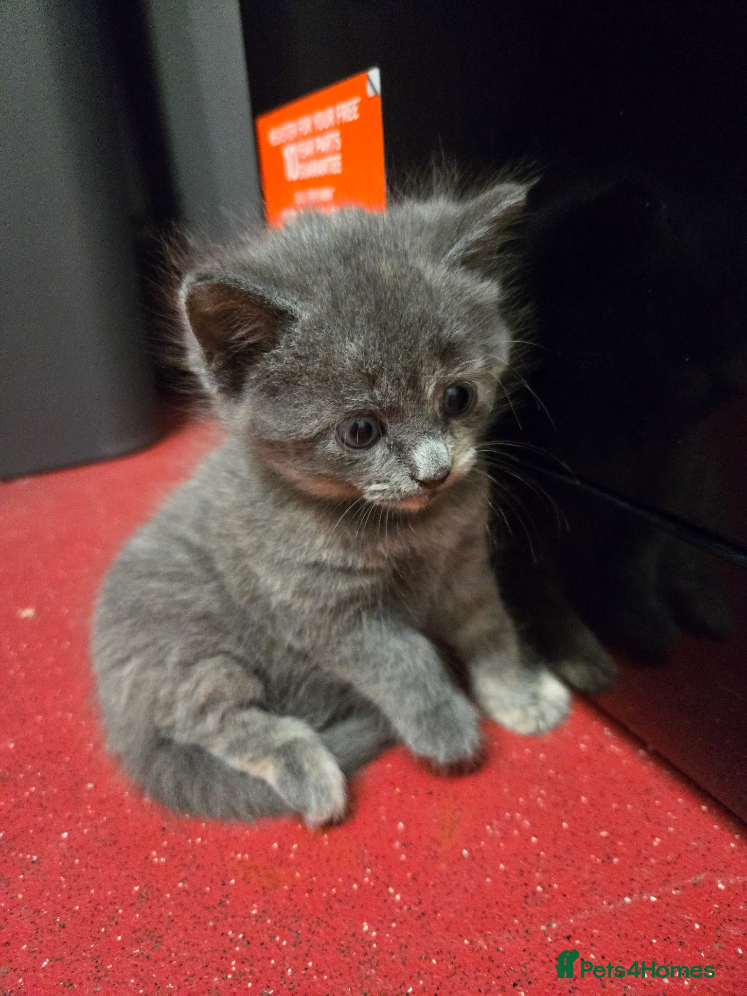 Mixed Breed Kitten 2