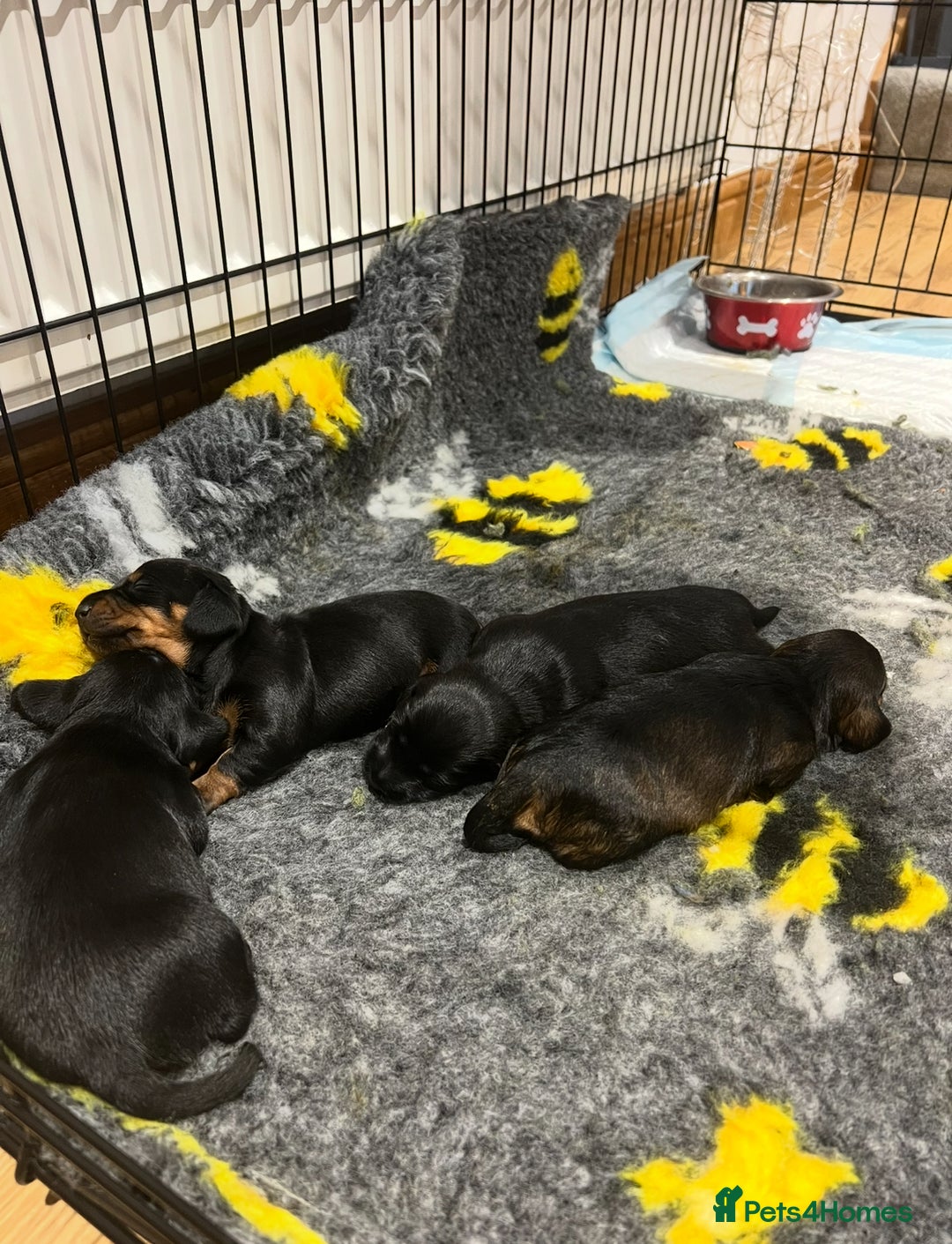Miniature Dachshund dogs for sale: **Exceptionally well Raised Miniature Dachshunds** - Advert 10