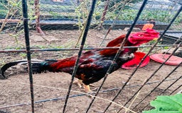 Chickens poultry for sale: Aseel shamo  chicks for sale  - Image 2