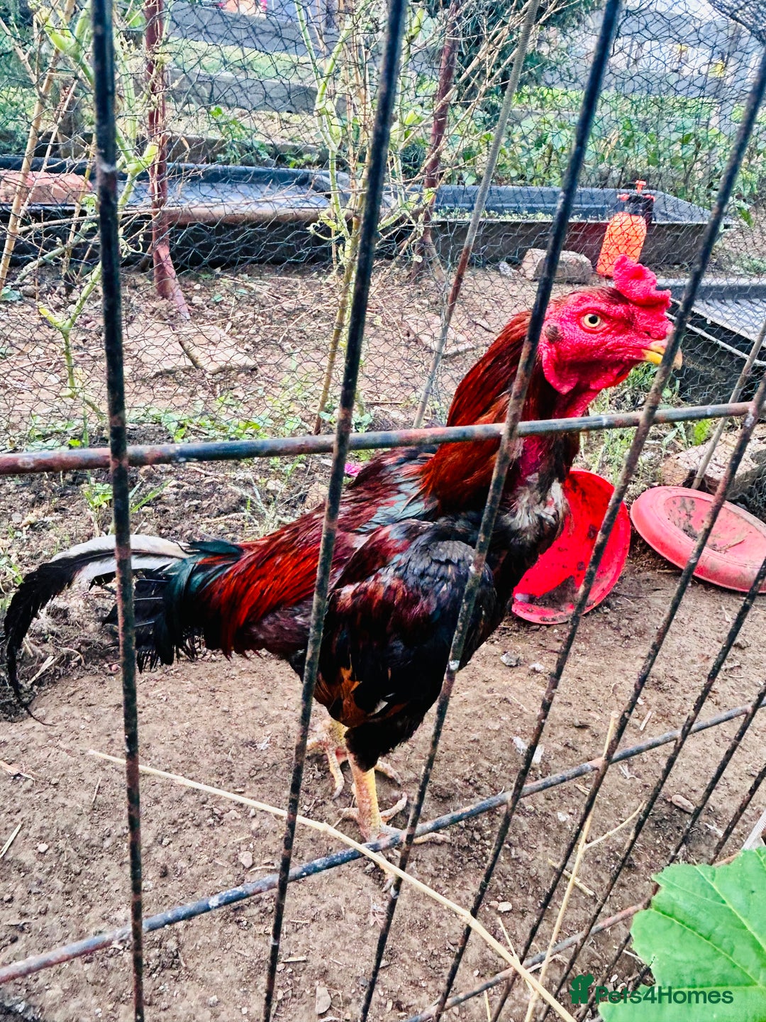 Chickens poultry for sale: Aseel shamo  chicks for sale  - Image 2