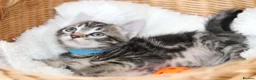 Mixed Breed cats for sale: Adorable Tabby Kittens - Advert 23