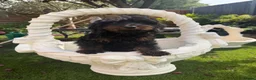 Cockapoo dogs for sale: Cockapoo puppies  - Advert 2