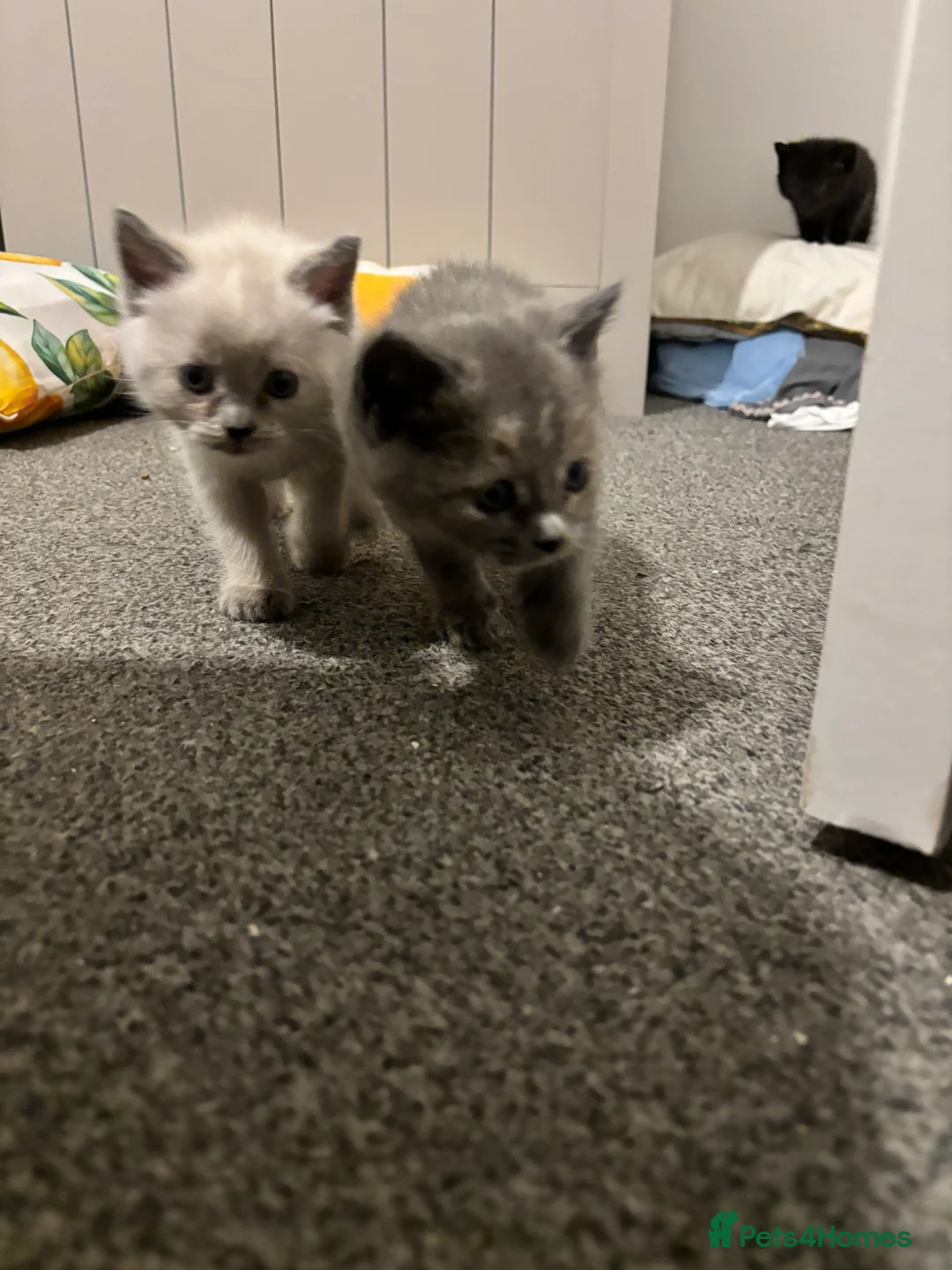 Ragdoll cats for sale: Ragdoll x British shorthair kittens  in Peterborough - Advert 10