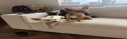 Chihuahua dogs for sale: 6 month old chihuahua puppy’s  - Advert 4