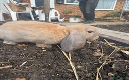 French Lop rabbits for sale: Litter of Giant French Lop Bunnies 🩵🩷 - Advert 5