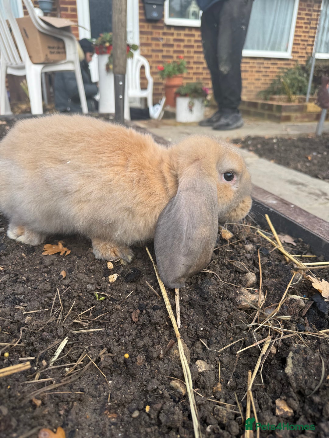 French Lop rabbits for sale: Litter of Giant French Lop Bunnies 🩵🩷 - Advert 5