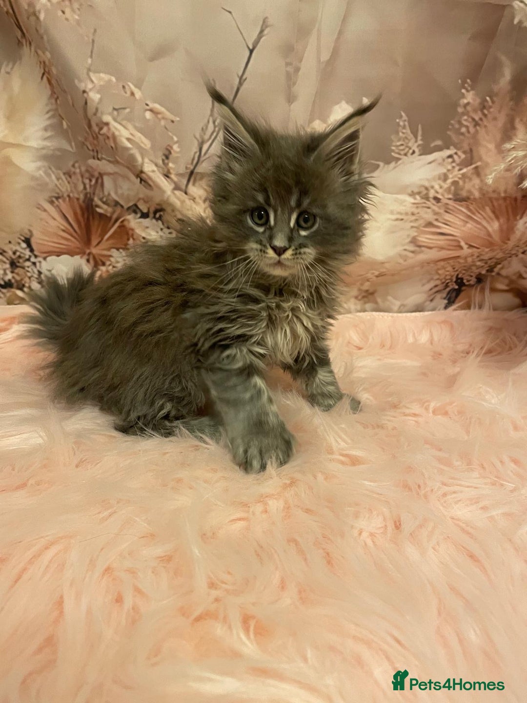 Maine Coon cats for sale: Maine Coon polydactyl (left two girls) - Advert 10