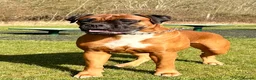 Boxer dogs for stud:  Pedigree Bobtail Boxer – proven stud dog  - Advert 2
