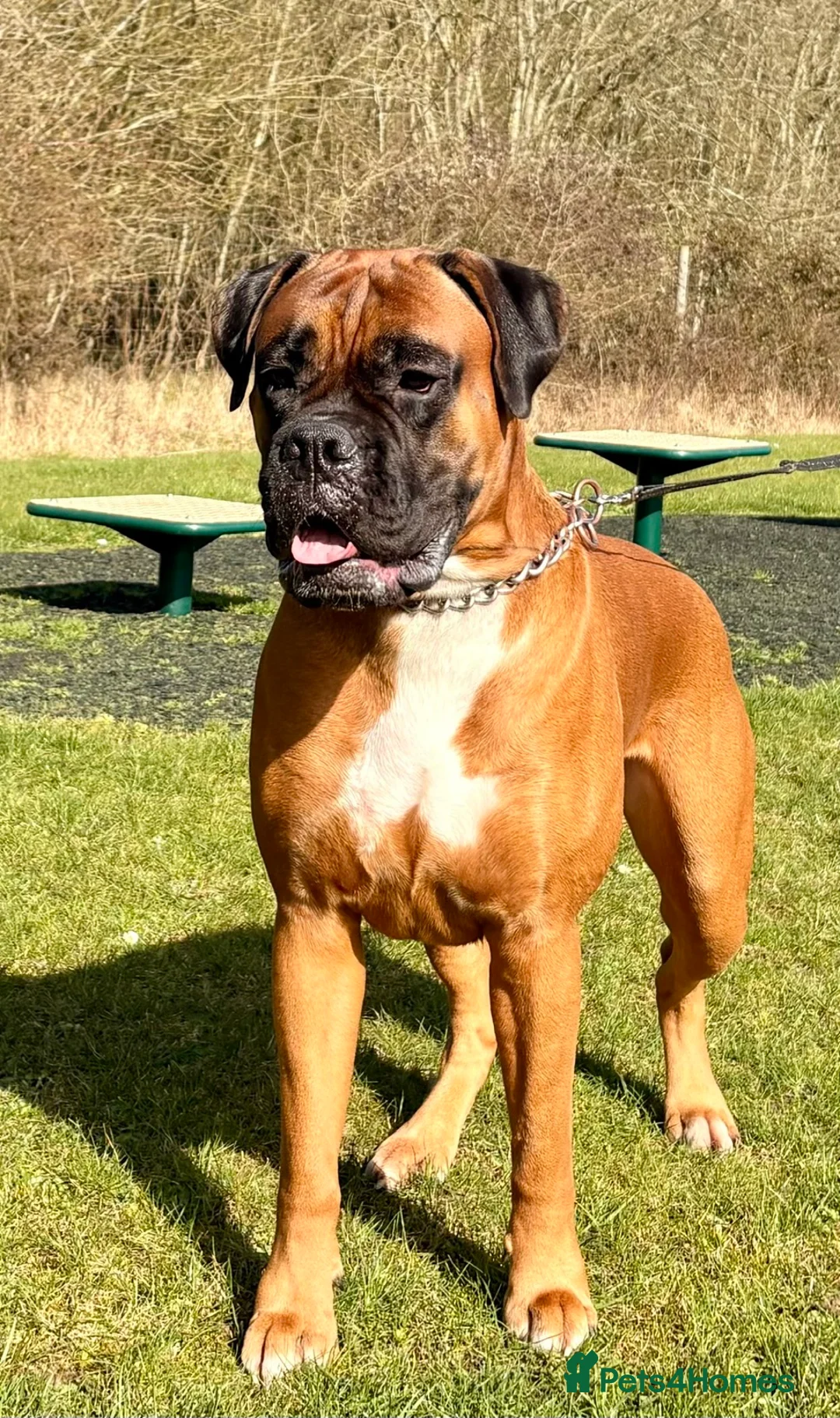 Boxer dogs for stud:  Pedigree Bobtail Boxer – proven stud dog  - Advert 2