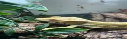 Gecko reptiles for sale: crested gecko and vivarium in Waterlooville - Advert 2