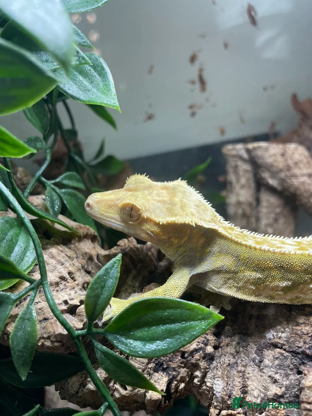 Gecko reptiles for sale: crested gecko and vivarium in Waterlooville - Advert 2