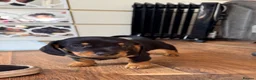 Chiweenie dogs for sale: 5 beautiful mini dachshund x chihuahua puppies - Advert 26
