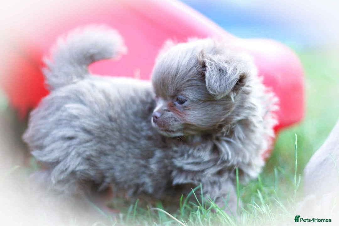 Chihuahua dogs for sale: Lilac chihuahua KC Registered Boys - Image 11