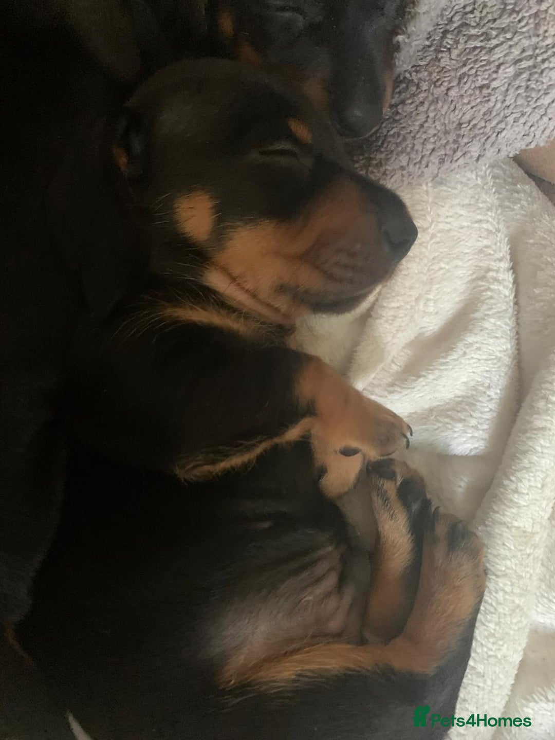 Miniature Dachshund dogs for sale: Our Little Dachshund Family - Advert 7