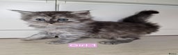 Maine Coon cats for sale: 4 mainecoon kittens looking for home in Bury - Advert 13
