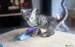 Mixed Breed cats for sale: Gorgeous kittens ready now 😍  x2 girls  - Image 10