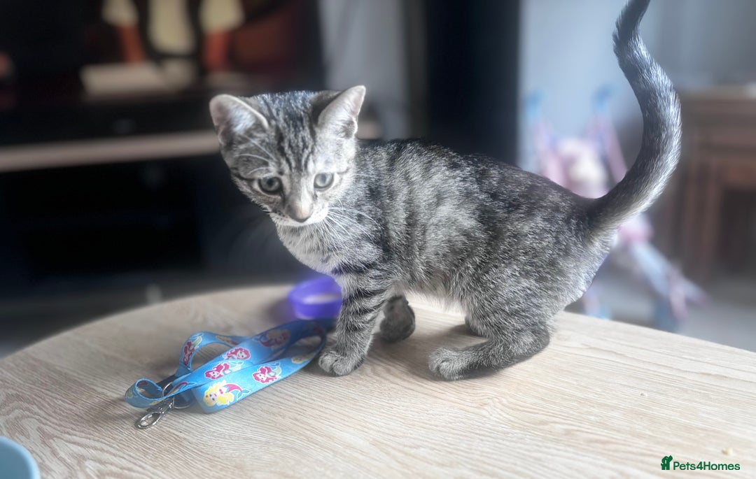 Mixed Breed cats for sale: Gorgeous kittens ready now 😍  x2 girls  - Image 10