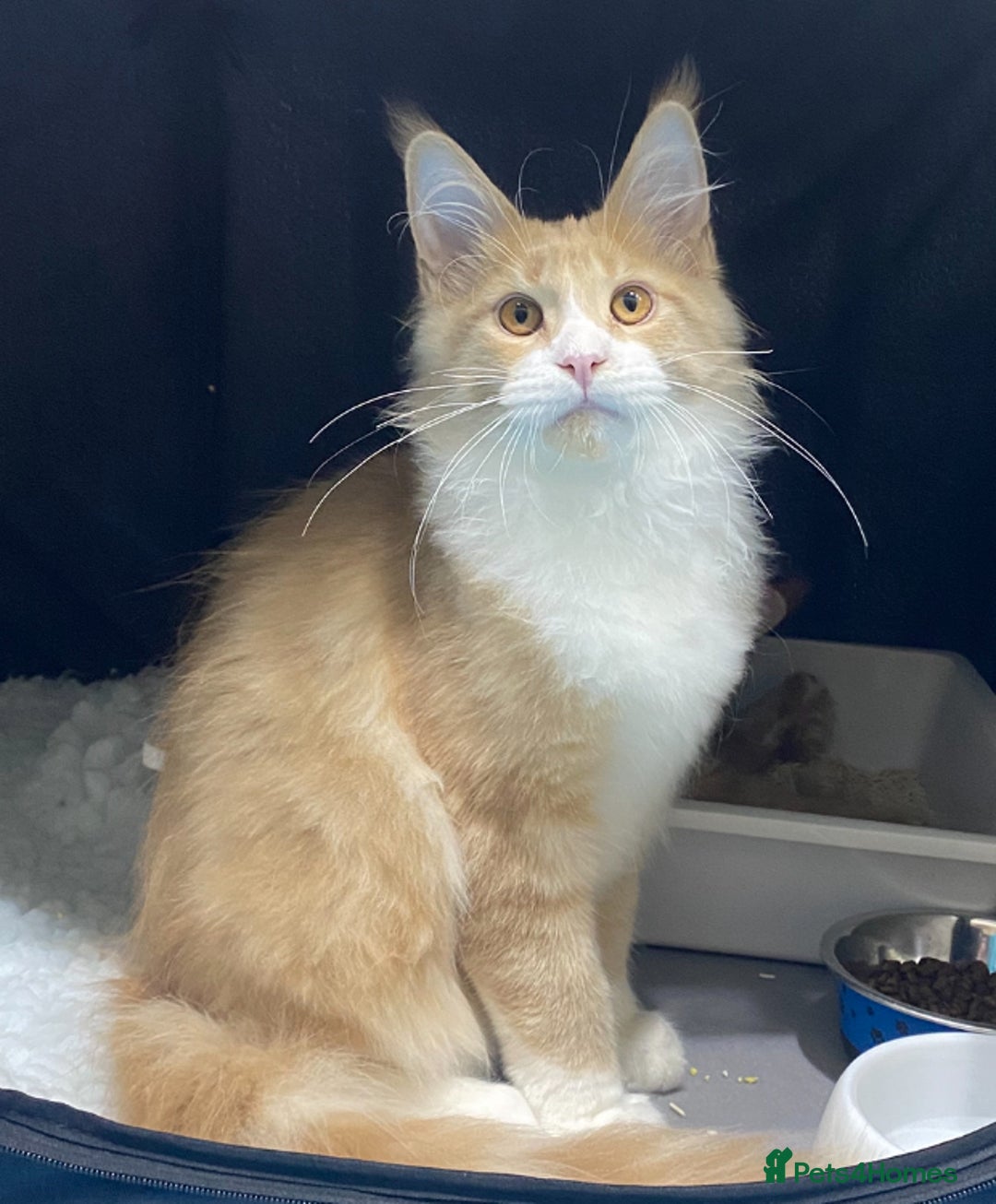 Maine Coon cats for sale: Beautiful Maine Coon Kitten - Champion Lines - Advert 17