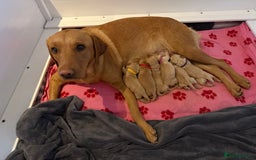 Labrador Retriever dogs for sale: Fox red labradors available now  - Advert 2