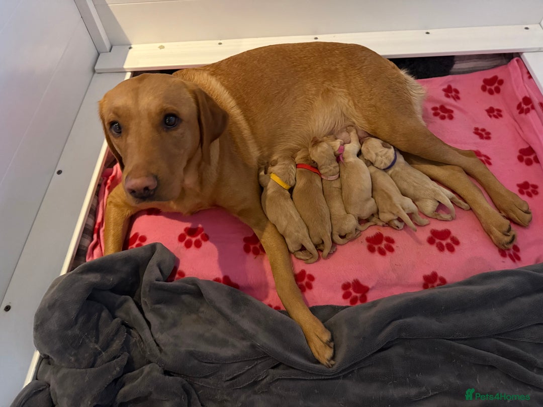 Labrador Retriever dogs for sale: Fox red labradors available now  - Advert 2