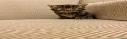 Mixed Breed cats for sale: Beautiful Fluffy Kittens Available to Reserve - Advert 4