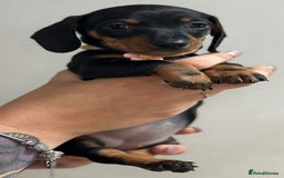 Miniature Dachshund dogs for sale: Beautiful smooth haired miniature dachshunds - Image 14