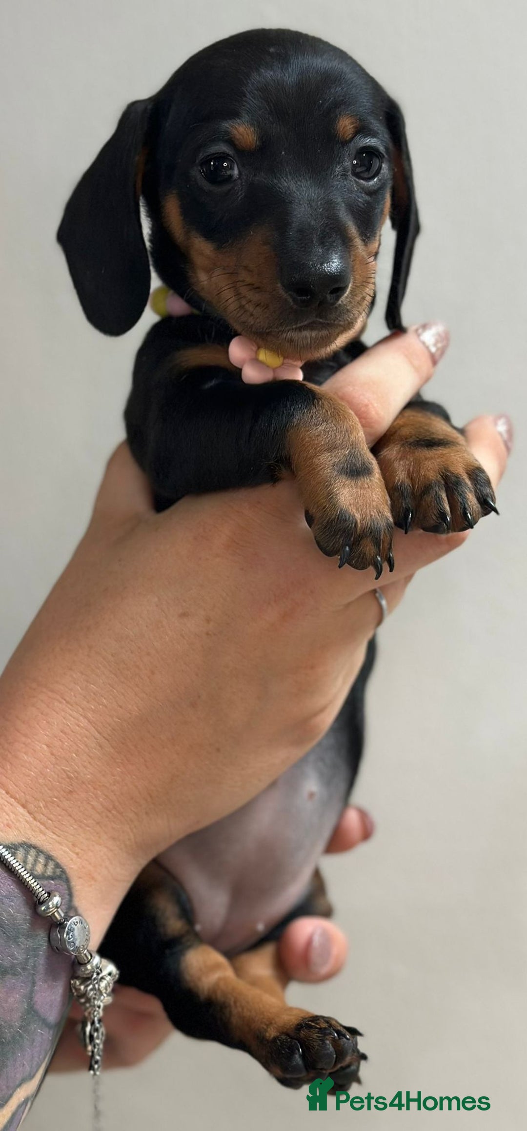 Miniature Dachshund dogs for sale: Beautiful smooth haired miniature dachshunds - Image 14
